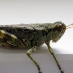 国产欧美日韩中文久久 4v7a1398w