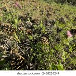 日本亚洲欧洲无码AV在线 cm3w94