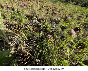 日本亚洲欧洲无码AV在线