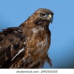 日本亚州欧美成人在线 gqh9e7