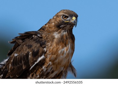 日本亚州欧美成人在线