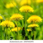 精品国产av h5m1h9i