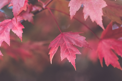 亚洲中文字幕无码亚洲人成视…5G