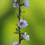 欧美福利主播视频在线观看 pzij1r7yu