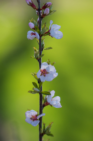 欧美福利主播视频在线观看