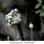 p站搬运工ps:如何高效搬运P站资源并提升创作质量 1bw37b