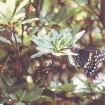 P站是什么站?揭秘其背后的内容与文化 ad1z2