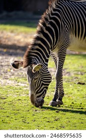 yhdm.06进击的巨人：揭开巨人背后的秘密与真相